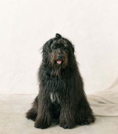 a large black dog sitting on top of a white floor