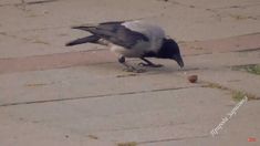 a black and white bird eating food on the ground next to a sidewalk with grass