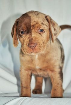 a brown puppy standing on top of a white sheet