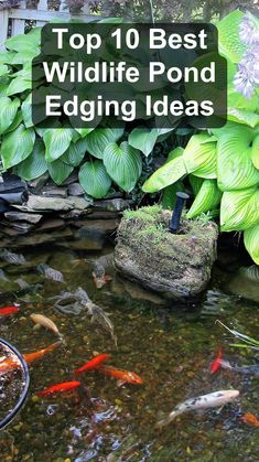 the top 10 best wildlife pond edging ideas