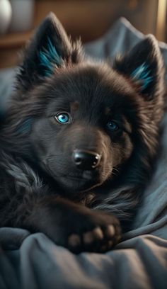 a black dog with blue eyes laying on a bed