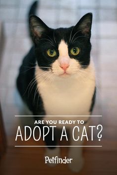 a black and white cat with the words are you ready to adopt a cat?