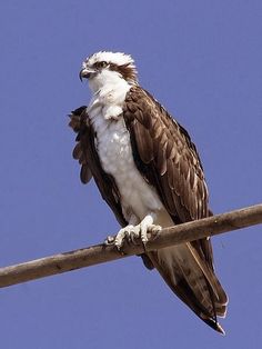 an ostrich sitting on top of a power line with blue sky in the background