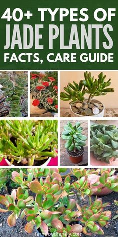 various types of jade plants with text overlay that reads 40 + types of jade plants, facts, care guide