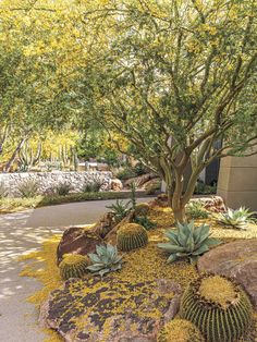 a cactus garden with yellow moss growing on the ground and trees in the back yard