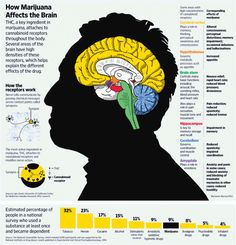 Marijuana and the Brain Cerebral Cortex, Endocannabinoid System, The Human Brain, The Brain, Brain, Medical, Humor