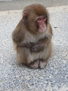 a small monkey sitting on the ground with its arms crossed and eyes wide open, looking at the camera