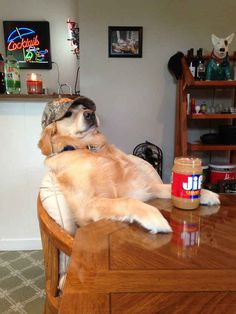 a dog sitting on top of a wooden table