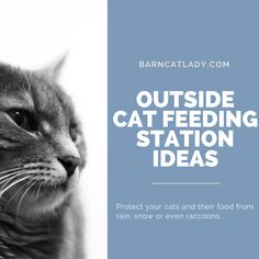 a black and white photo of a cat with the words outside cat feeding station ideas