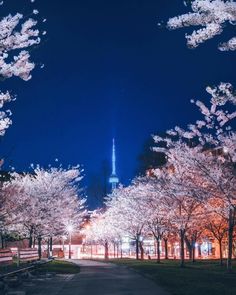 the trees are blooming in front of the tall building at night with lights shining on them