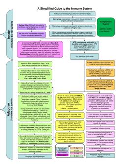 a sample guide to the immunus exam flowchap is shown in this diagram