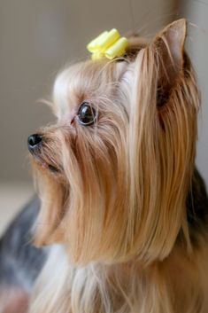 a small dog with a yellow flower in its hair sitting on the floor next to a wall