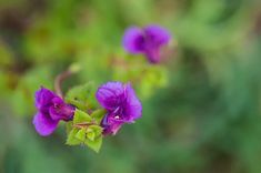 purple flowers with green leaves in the foreground