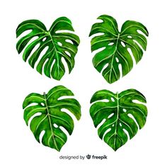 four green leaves arranged in the shape of a heart on a white background with clippings