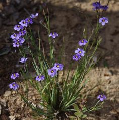 small purple flowers growing out of the ground