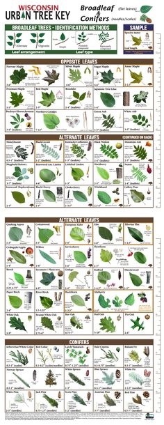 an illustrated poster showing the different types of leaves and their names in english, spanish, and