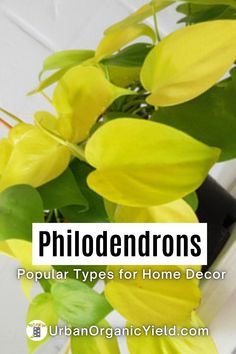 yellow flowers in a white vase with green leaves on the top and bottom text reads philodendrons popular types for home decor