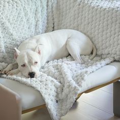 a white dog laying on top of a couch under a blanket