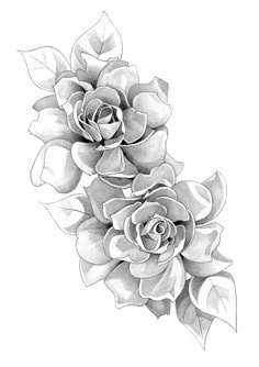 a pencil drawing of two roses with leaves