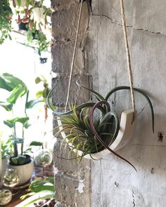 an air plant hanging from a rope on a wall