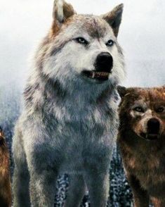 three wolfs are standing in the snow with trees behind them and one is looking at the camera