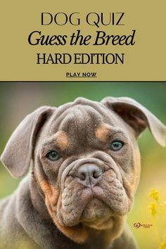 QUIZ: Guess the breed - Hard edition Dog Trivia, Dog Quizzes, Dog Quiz, Olde English Bulldogge, Rare Dog Breeds, Rare Dogs, Bulldog Breeds, Dog Mixes