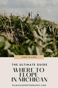 the ultimate guide to where to hope in michigan with wildflowers and plants on it