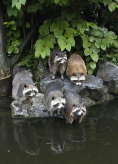 four raccoons are standing on rocks in the water