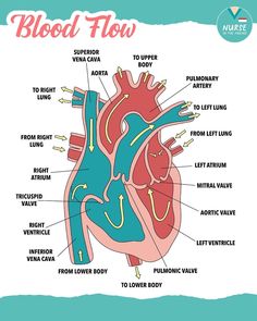 the human heart with labels on it showing blood flow and other parts to its external body