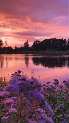 purple flowers are blooming on the shore of a lake at sunset, with trees in the background