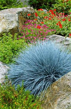 a very pretty blue plant by some big rocks