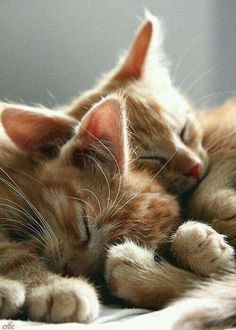 two kittens are sleeping together on the bed