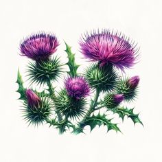 an image of thistle flowers on a white background