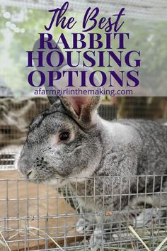 a rabbit in a cage with the text, the best rabbit housing options for rabbits