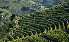 an aerial view of a vineyard in the mountainside area, with rows of vines growing on both sides