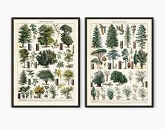 two framed pictures with trees and plants on the same wall, one in black frame