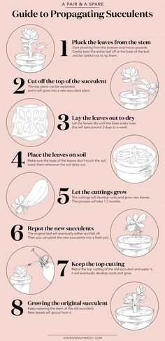 the ultimate guide to propagating succulents infographical poster - click to enlarge