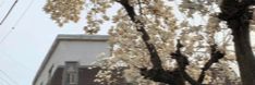 a tree with white flowers in front of a house