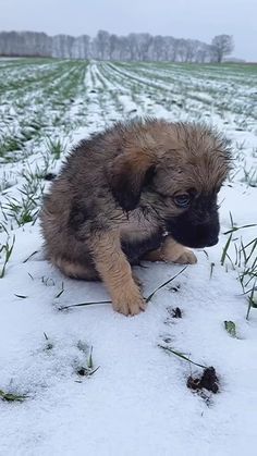 a puppy is sitting in the snow on top of some grass and looking at the camera