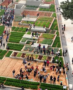 many people are walking around in a garden area with raised beds and plants on each side