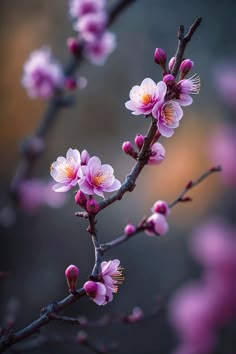 pink flowers are blooming on a tree branch