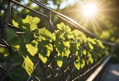 the sun shines brightly through the leaves on this metal fence, which is covered in vines