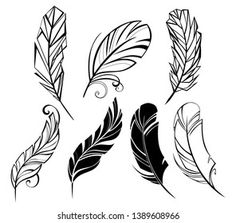 black and white feathers set with swirls on the side, isolated for use in design