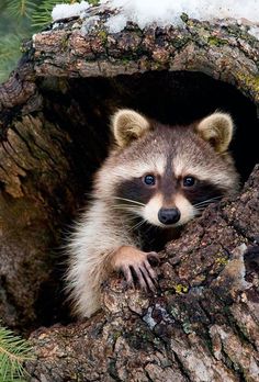 a raccoon peeks out from its hole in a tree