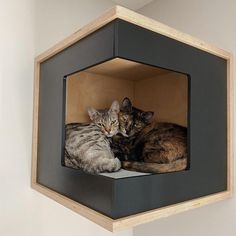 two cats laying in a cat house on top of a wall next to each other