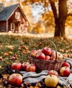 a basket full of apples sitting on top of a blanket in front of a tree