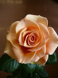 a yellow rose with green leaves in a vase on a wooden table and brown background