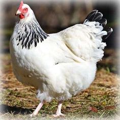 a white and black chicken standing in the grass