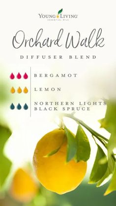 Diffuser Blends Young Living, Young Living Oils Recipes, Eo Blends, Young Living Diffuser, Essential Oil Diffuser Recipes, Oil Diffuser Recipes