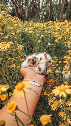 a person holding a small hedge on their arm in a field of yellow daisies